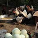 Bu tavuklar yeşil yumurtluyor