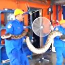 Malezya'da dünyanın en uzun yılanı yakalandı