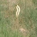 Çanakkale'de yılanların dansı böyle görüntülendi