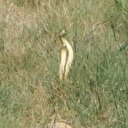 Çanakkale'de 'yılanların dansı' görüntülendi