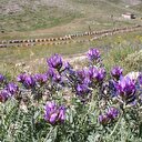 2 bin 500 rakımdaki yaylada organik bal üretimi