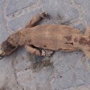 Nesli tükenen çöl varanını öldürdüler