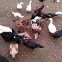 Kümes hayvancılığı üretiminde artış