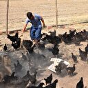 Altın yumurtlayan tavuk gerçek oldu