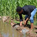 Dicle Elektrik Dağıtım'dan Elektrik borcu bulunan çiftçiler için son fırsat