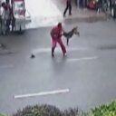 Başıboş köpek dehşet saçtı