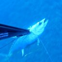 Zıpkınla 130 kiloluk orkinos avladı