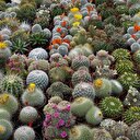 Kaktüsle ilgili doğru bilinen yanlış