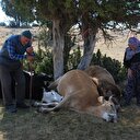 Geçim kaynaklarının telef olduğunu gören yaşlı çift gözyaşlarına boğldu