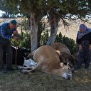 Herkes yardım etmek için Kütahya Valiliği'ne yazıyor