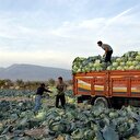 Lahana üreticiyi sevindirdi