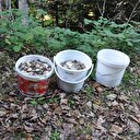 Mantar toplamaya gittiler 3 koca para buldular