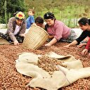 Fındık tartışması internete taşındı