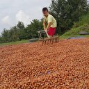 Fındık desteğinde süre uzatıldı