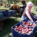Isparta elması dalında satılıyor