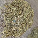 Fındık bahçelerinde ikili tarım dönemi