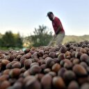 İtalya'ya son 10 yılda 492 bin ton fındık ihraç edildi