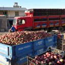 Birinci kalite elmanın kilosu 50 kuruş