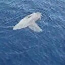 Marmaris'te yarım tonluk ay balığı görüldü