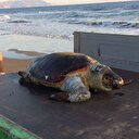 Nesli tükenen hayvan denizdeki poşedi yutarak öldü