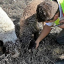 Köpekler ormanda servet buldu