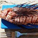 Muğla kıyısında zehirli balık bulundu