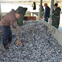 2 günde 100 ton