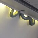 Yolcu uçağında yılan korkusu