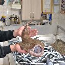 Karadeniz'de ağlara takıldı herkesi şaşırttı