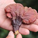 4 yıldır aradığı mantarı buldu