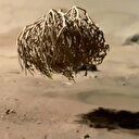 100 yıllık bitkinin yeniden dirilişi