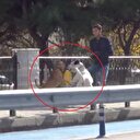 Başıboş pitbull dehşet saçtı!