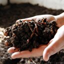 Artık standart geliyor