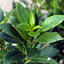 İşsizliğe defneli çözüm