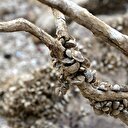 Sular çekilince milyonlarca midye gün yüzüne çıktı