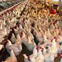 Kuş gribi Türkiye’de ihracatı arttırdı