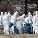 Fransa'da kuş gribi yayılıyor