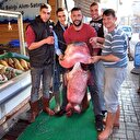 Manisa’da 2.5 metrelik yayın balığı yakalandı