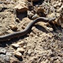 Ağrı'da görüntülendi: Dünyanın en tehlikelileri arasında