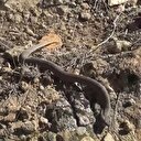 Ağrı Dağı'nda 'Koca engerek' görüntülendi