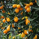 'Altın portakal' kamkatın kilosu 20 TL