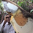 Organik bal dedikleri bu olsa gerek!