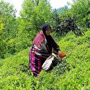 Türk çayı 85 ülkeye satıldı