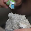 Bilim adamları 255 milyon yıllık fosilde ur buldu