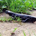 İlk defa Tunceli'de bulundu