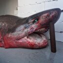 Çinekop yerine ağa köpek balığı takıldı