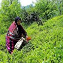 'Türk çayına ithal çaydan çok kaçak çay darbe vuruyor'