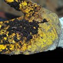 'Solucan gübresi' isteğine yetişemiyorlar