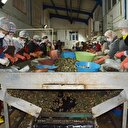 Uzakdoğu'ya 550 ton deniz salyangozu ihraç edildi
