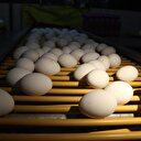 Kuş gribi çıkmamış yumurtayı sattırdı